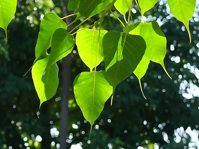 菩提葉 樹葉 綠色 - 上的免费照片