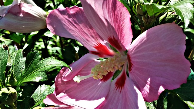 沙仑的玫瑰花 粉色的 蜜蜂 - 上的免费照片