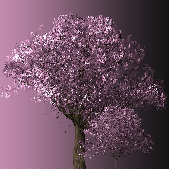 樱花树 樱花 树木 - 上的免费照片