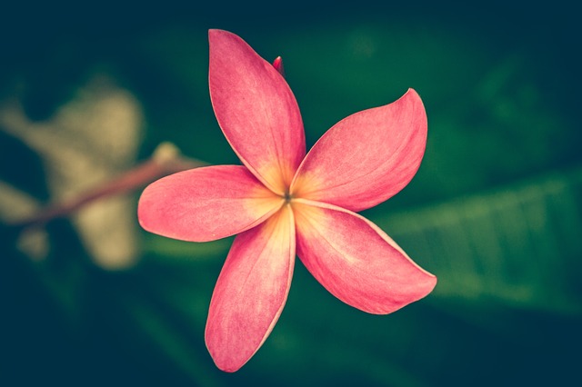 姜黄色百合花 优质的 素馨花 - 上的免费照片