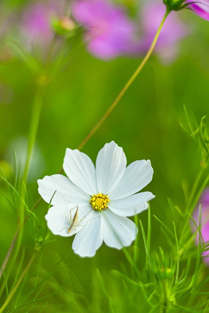 大波斯菊 Cosmea 科摩 Bipinnatus - 上的免费照片