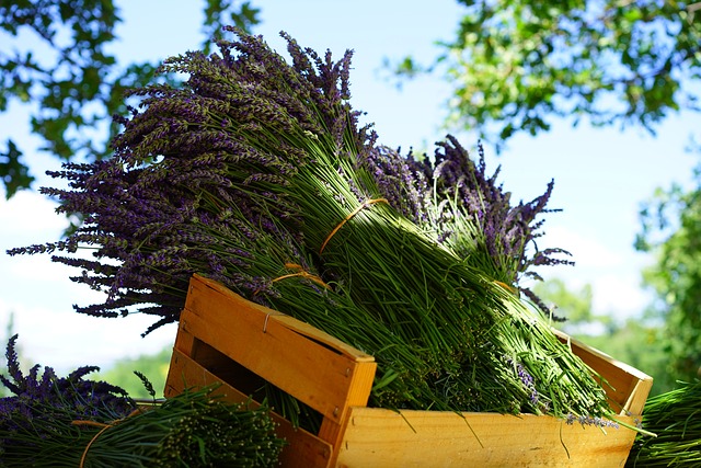 薰衣草 塔夫茨 销售 - 上的免费照片