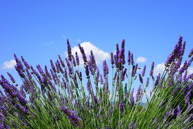 薰衣草字段 开花 紫色的 - 上的免费照片