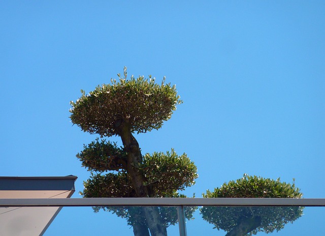 阳台 屋顶露台 植物 - 上的免费照片
