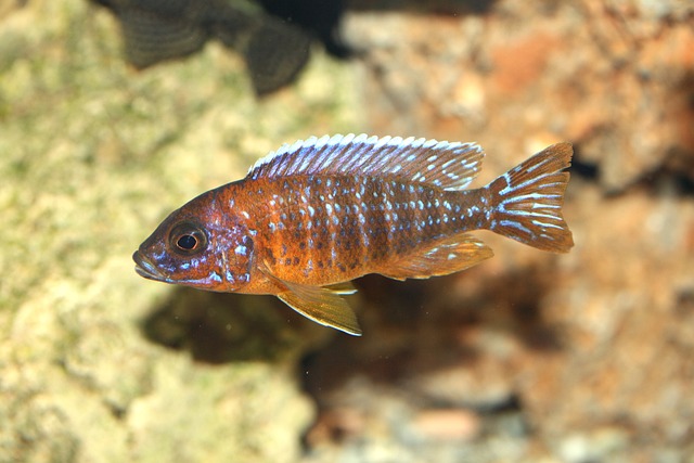 奥洛诺卡拉 雅各布弗赖贝吉水獭角 Cichlid - 上的免费照片