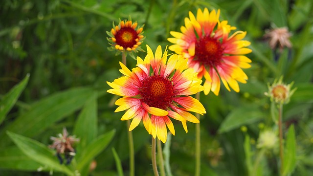 毯花 Gaillardia 黄色 - 上的免费照片