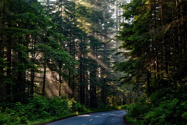森林 树木 路 - 上的免费照片