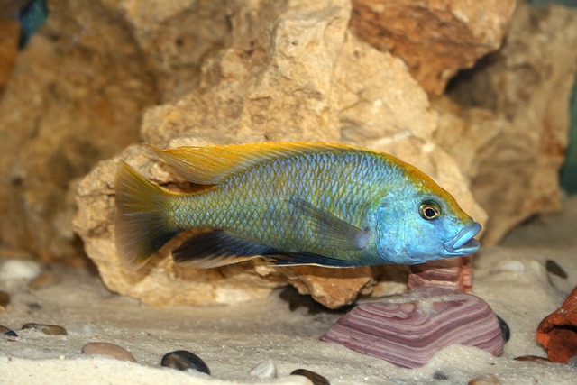 金星雨燕 长颈鹿慈鲷 Cichlid - 上的免费照片