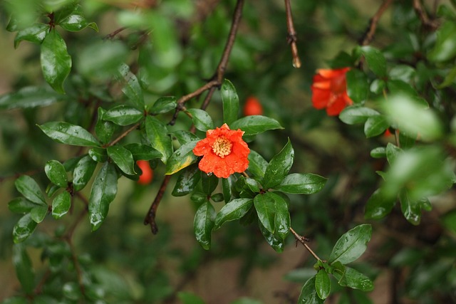 花朵 草本植物 植物群 - 上的免费照片