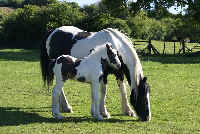 母马和小马 驹 花斑 - 上的免费照片