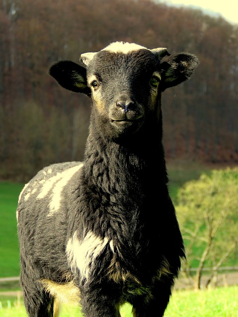 羊 黑色的 凸耳 - 上的免费照片