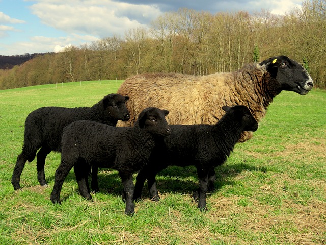 羊 母亲 羊肉 - 上的免费照片