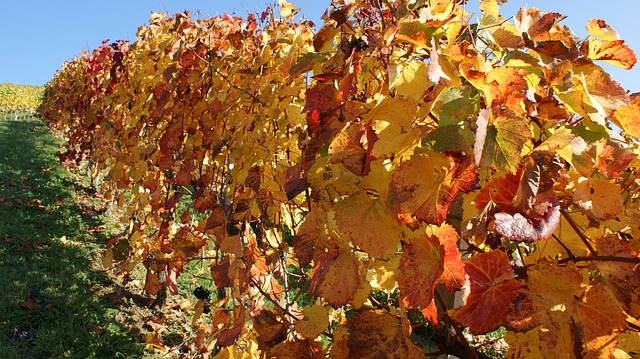 施蒂里亚 葡萄酒 葡萄栽培 - 上的免费照片