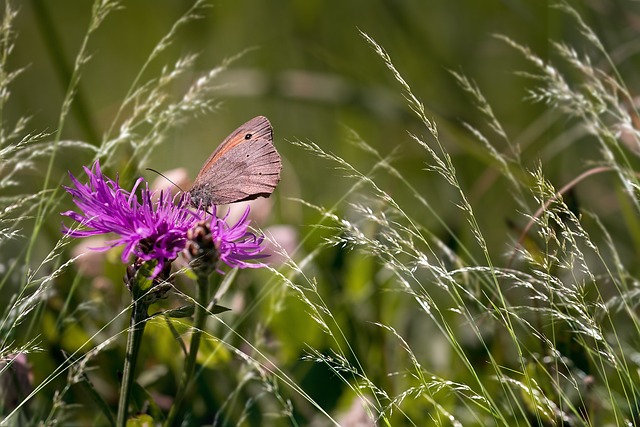 假发紫菜 蝴蝶 大牛眼 - 上的免费照片