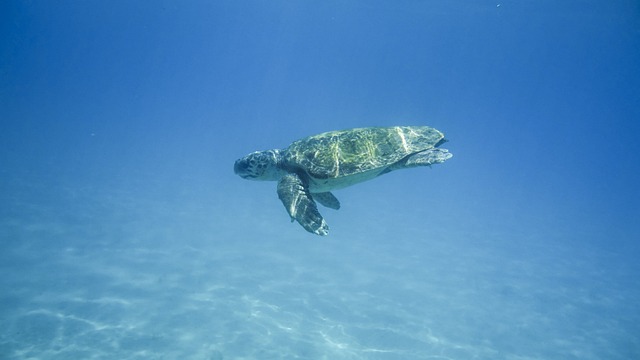 乌龟 水龟 肖像 - 上的免费照片