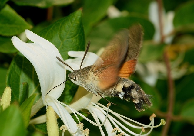 蛾 星状巨舌 蝴蝶 - 上的免费照片