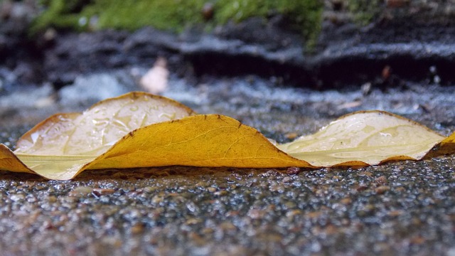 雨 污泥 落叶 - 上的免费照片