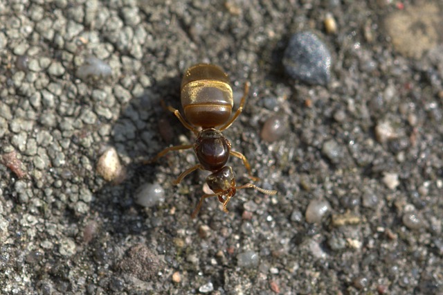 蚁后 蚂蚁 昆虫 - 上的免费照片