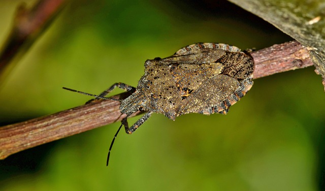 甲虫，昆虫 蝽 粗臭虫 - 上的免费照片