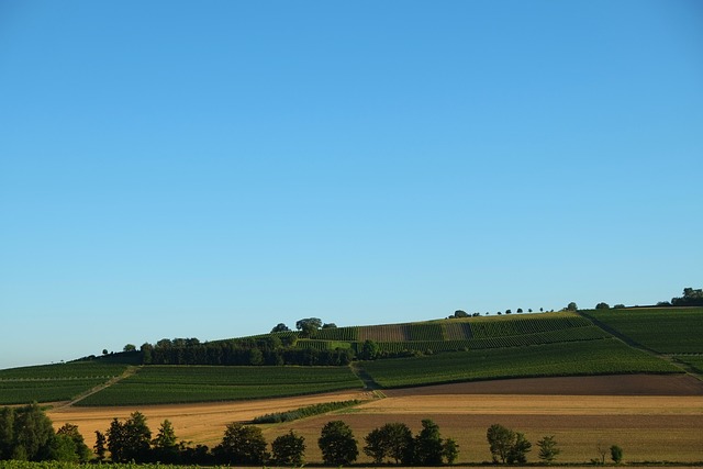 Rheinhessen 景观 葡萄酒种植 - 上的免费照片