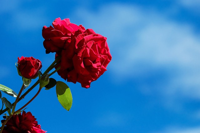 玫瑰 花朵 天空 - 上的免费照片