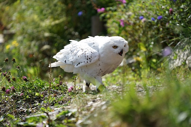 猫头鹰 雪鸮 白色的 - 上的免费照片