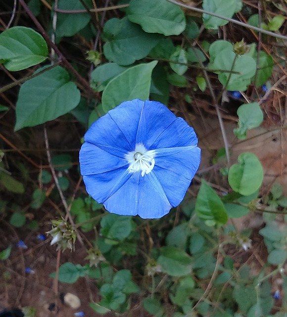 花 蓝色的 天蓝色丛藤 - 上的免费照片