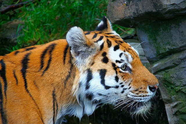 老虎 橙色的 白色的 - 上的免费照片