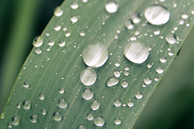 草叶 雨滴 水滴 - 上的免费照片