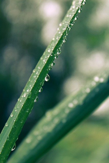 草叶 雨滴 水滴 - 上的免费照片