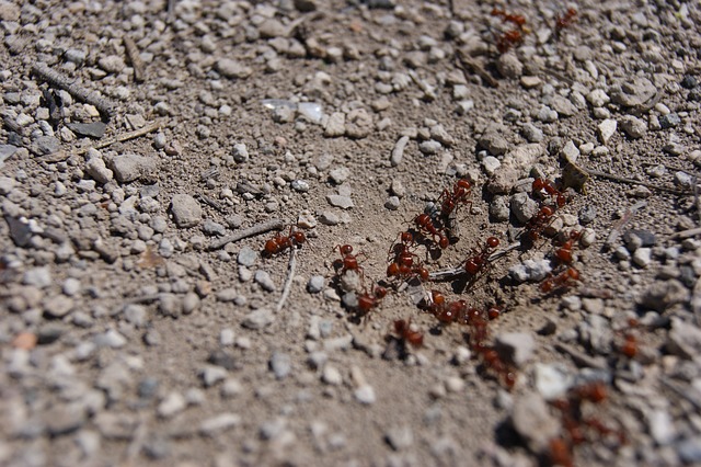 垤 蚂蚁 地球 - 上的免费照片
