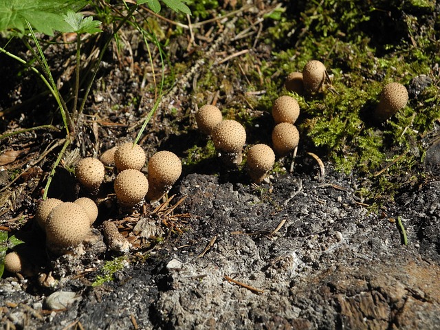 弓箭手 蘑菇 小的 - 上的免费照片