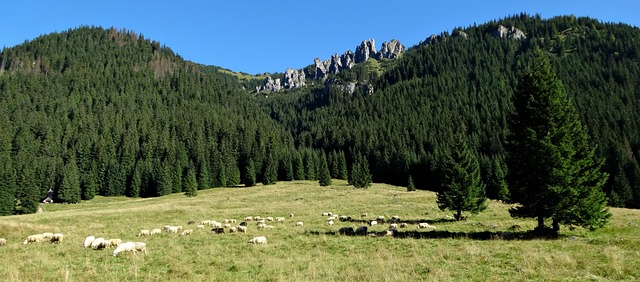 西塔特拉山 山 乔霍沃夫斯卡山谷 - 上的免费照片