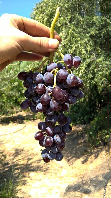 水果 新鲜的 葡萄 - 上的免费照片