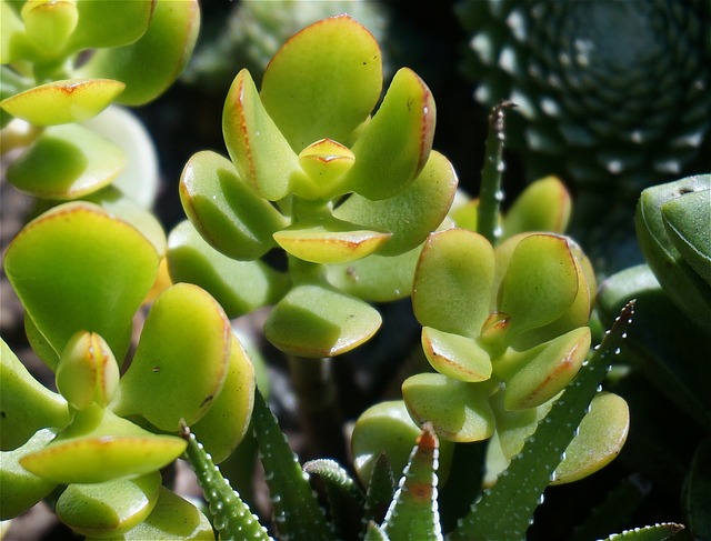 玉器植物 多汁的 集装箱厂 - 上的免费照片