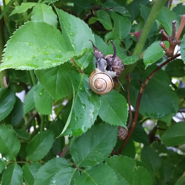 蜗牛 黑醋栗蜗牛 蜗牛屋 - 上的免费照片