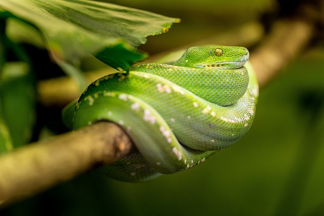蛇 绿色 动物 - 上的免费照片