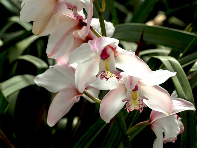 白兰花 兰花 白色的花 - 上的免费照片