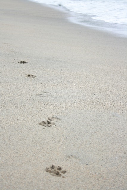 海滩 脚印 - 上的免费照片