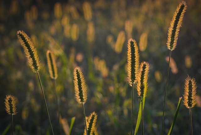 芦苇 草 背光 - 上的免费照片