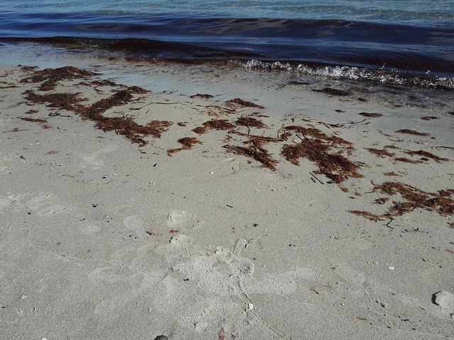 海滩 海 藻类 - 上的免费照片