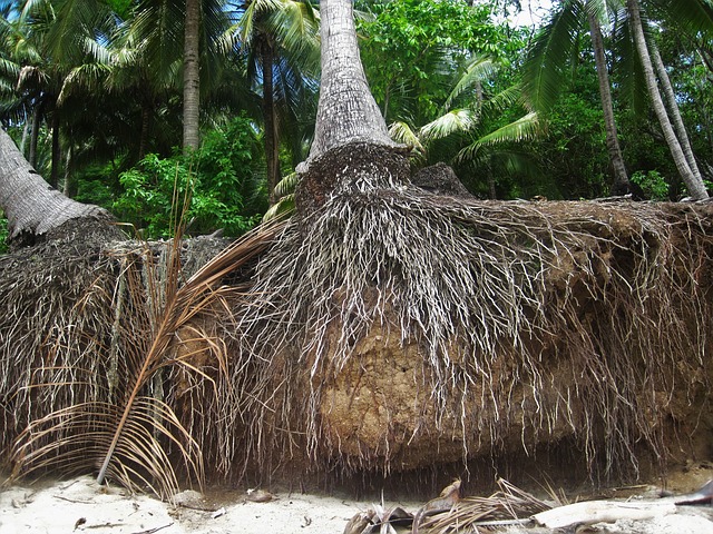 根 椰子树 异国情调 - 上的免费照片