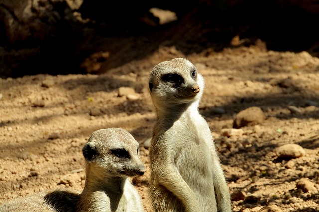 Suricate 可爱 动物 - 上的免费照片