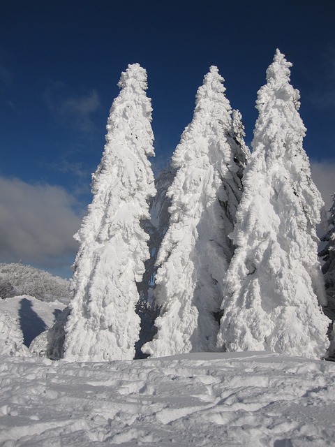 枞树 雪 冬天 - 上的免费照片