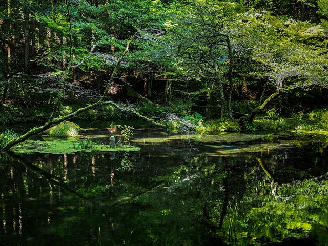 日本 水源 Ubuyama、 熊本 - 上的免费照片