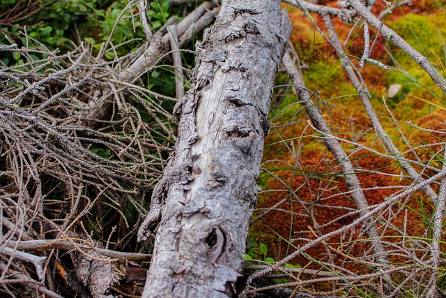 干燥木材 苔藓 可敬 - 上的免费照片