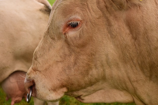 牛肉 牛 农业 - 上的免费照片