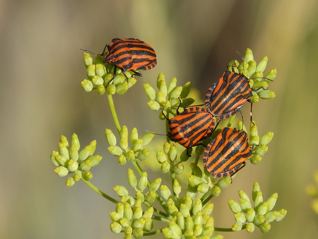 甲虫 Bug 繁殖 - 上的免费照片