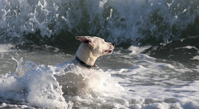 狗 水 海 - 上的免费照片