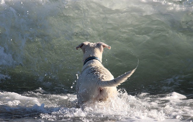 狗 水 水墙 - 上的免费照片